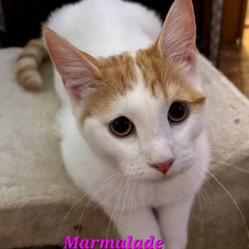 Marmalade -  Domestic Short Hair Cat for Adoption in Buffalo, New York - Marmalade | PetCurious