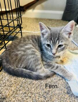 Domestic Short Hair Cats Available for Adoption in Reno, Nevada - Fern | PetCurious