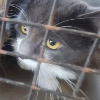 Domestic Medium Hair Cats Available for Adoption in Kingman, Arizona - Batman | PetCurious