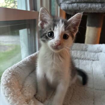 Waffle -  Domestic Short Hair Cat for Adoption in Victor, New York - Waffle | PetCurious