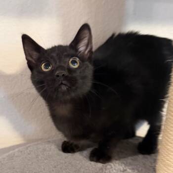 Onyx -  Domestic Short Hair Cat for Adoption in Midland, Texas - Onyx | PetCurious