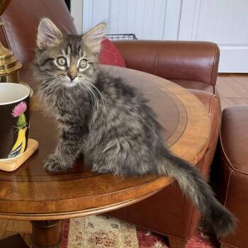 T.J. -  Domestic Medium Hair Cat Available for Adoption in Prescott, Arizona - T.J. | PetCurious