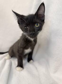 Banks -  Domestic Short Hair and Tuxedo Cat for Adoption in Greensboro, North Carolina - Banks | PetCurious
