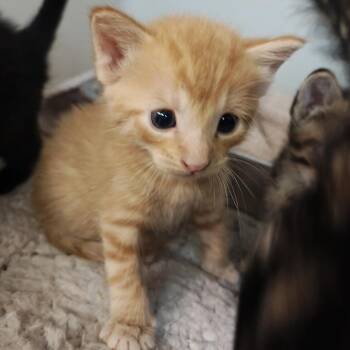 Bjorn -  Domestic Short Hair Cat for Adoption in Madison, Wisconsin - Bjorn | PetCurious