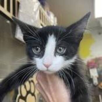JJ - Butler campus -  Domestic Short Hair Cat for Adoption in Flagstaff, Arizona - JJ - Butler Campus | PetCurious