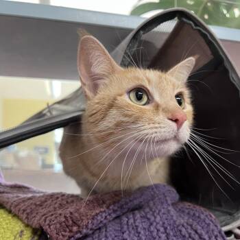 Domestic Short Hair Cats Available for Adoption in Glenwood Springs, Colorado - Sunshine | PetCurious