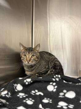 OAK -  Domestic Short Hair Cat for Adoption in Indianapolis, Indiana - OAK | PetCurious