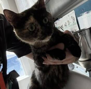 *Patricia Pumpkin* -  Domestic Short Hair Cat for Adoption in Salt Lake City, Utah - *Patricia Pumpkin* | PetCurious