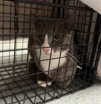 Ami - Working Cat -  Domestic Short Hair Cat for Adoption in Fairfax, Virginia - Ami - Working Cat | PetCurious