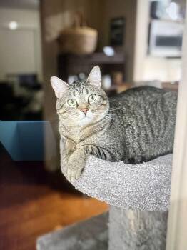 Domestic Short Hair Cats Available for Adoption - Cleo | PetCurious