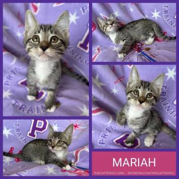 Domestic Short Hair Cats Available for Adoption in Corpus Christi, Texas - Mariah | PetCurious