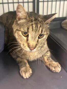 Ahoy -  Domestic Short Hair Cat for Adoption in Rock Springs, Wyoming - Ahoy | PetCurious