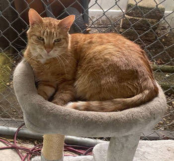 Rescue Domestic Short Hair and Tabby Cats for Adoption in Lake Ronkonkoma, New York - Buddy | PetCurious