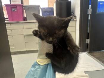 COLIN -  Domestic Short Hair Cat for Adoption in Santa Fe, New Mexico - COLIN | PetCurious