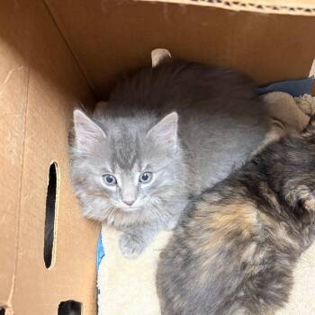 Domestic Short Hair Cats Available for Adoption in Philadelphia, Pennsylvania - Doc | PetCurious