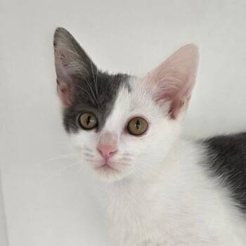 Nora Jane -  Domestic Short Hair Cat for Adoption in Cumming, Georgia - Nora Jane | PetCurious
