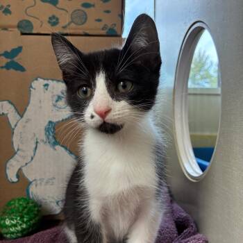 Mercury (Holland Cat Cove) -  Domestic Short Hair Cat for Adoption in West Olive, Michigan - Mercury (Holland Cat Cove) | PetCurious
