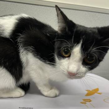 Diedre -  Domestic Short Hair Cat for Adoption in Tampa, Florida - Diedre | PetCurious