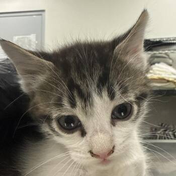 Domestic Short Hair Cats Available for Adoption in Las Cruces, New Mexico - 106430 | PetCurious