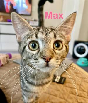 Max -  Domestic Short Hair Cat for Adoption in Reston, Virginia - Max | PetCurious