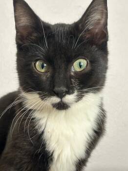 Rescue Domestic Short Hair Cats for Adoption in Mokena, Illinois - Green Bean | PetCurious