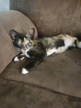 Elphaba (1120) -  Calico Cat for Adoption in Zephyrhills, Florida - Elphaba (1120) | PetCurious