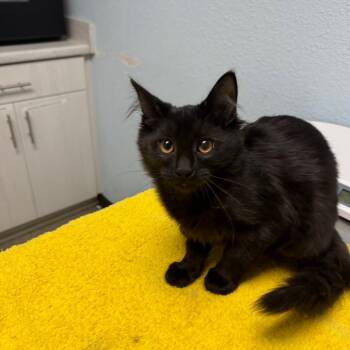 Rescue Domestic Medium Hair Cats for Adoption in Riverside, California - Luxury | PetCurious