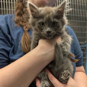 Marbles -  Domestic Long Hair and Extra Toes Cat Hemingway Polydactyl Cat for Adoption in Potomac, Maryland - Marbles | PetCurious