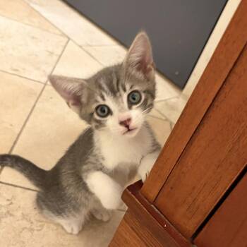 Zappa -  Domestic Short Hair Cat for Adoption in Spokane, Washington - Zappa | PetCurious