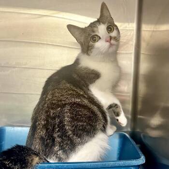 Domestic Short Hair Cats Available for Adoption in Warrensburg, Missouri - Tabitha | PetCurious