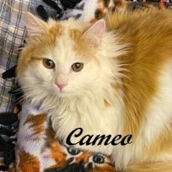 Domestic Long Hair Cats Available for Adoption - Cameo - Adorable, Super Sweet, Gentle, And Lots Of Fluff! | PetCurious