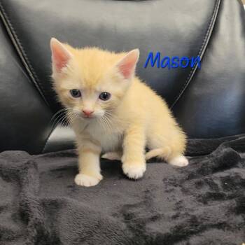 Domestic Short Hair Cats Available for Adoption in Parkersburg, West Virginia - Mason | PetCurious