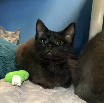 LOTSO -  Domestic Short Hair Cat for Adoption in Hagerstown, Maryland - LOTSO | PetCurious