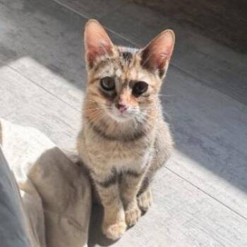 Thalia -  Torbie Cat for Adoption in Scottsdale, Arizona - Thalia | PetCurious