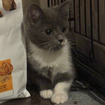 Domestic Short Hair Cats Available for Adoption in La Grange, Kentucky - Lainey | PetCurious