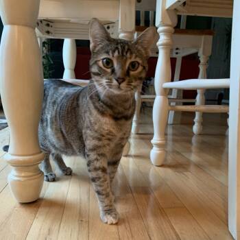 Rescue Domestic Short Hair Cats for Adoption in La Grange, Kentucky - Lucille | PetCurious