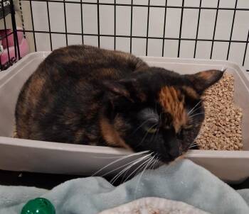 Calico Cats Available for Adoption in Deltona, Florida - Felicia | PetCurious