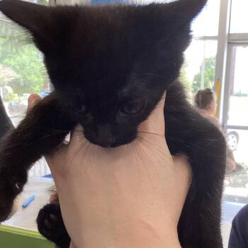 Tatum -  Domestic Short Hair Cat for Adoption in Montgomery, Alabama - Tatum | PetCurious