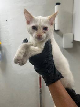 Patch -  Siamese Cat for Adoption in Chico, California - Patch | PetCurious