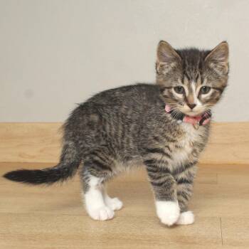 Domestic Short Hair Cats Available for Adoption - Tulip C68756 | PetCurious