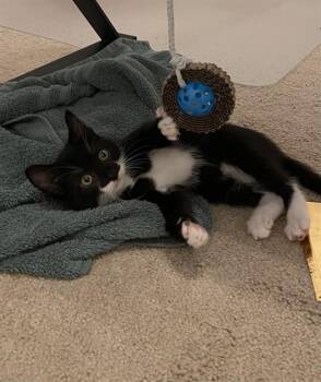 Domestic Short Hair Cats Available for Adoption in Killeen, Texas - LUNA | PetCurious