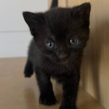 Stevie -  Domestic Short Hair Cat for Adoption in Long Beach, California - Stevie | PetCurious