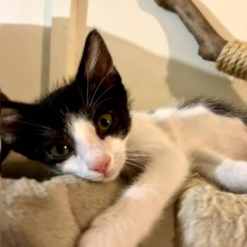 Trixx -  Domestic Short Hair Cat for Adoption in Sarasota, Florida - Trixx | PetCurious
