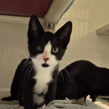 1 -  Domestic Short Hair Cat for Adoption in Drumheller, Alberta - 1 | PetCurious