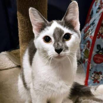 Rescue Domestic Short Hair Cats for Adoption in Fairfax, Virginia - Lulu | PetCurious