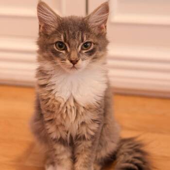 Muncy -  Domestic Short Hair Cat for Adoption in Los Angeles, California - Muncy | PetCurious