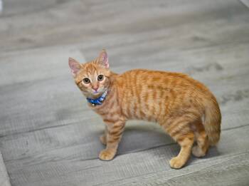Cinnamon & Pepper -  Tabby Cat for Adoption in Falmouth, Maine - Cinnamon & Pepper | PetCurious