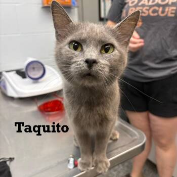 Taquito -  Domestic Short Hair Cat for Adoption in Parkersburg, West Virginia - Taquito | PetCurious