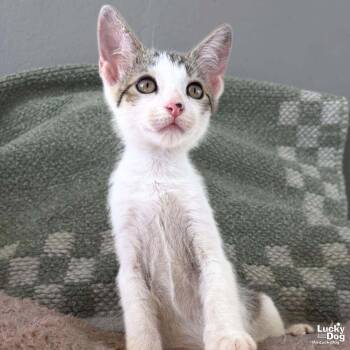 Domestic Short Hair Cats Available for Adoption in Washington, District Of Columbia - Tiny Snickers | PetCurious