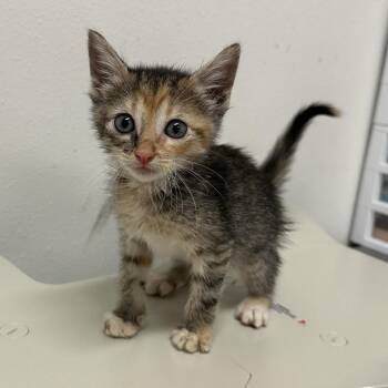 Oatmeal O3 -  Domestic Short Hair Cat for Adoption in Edinburg, Texas - Oatmeal O3 | PetCurious